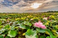 Lotus bloom at sunrise