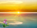 Lotus bloom in swamp and reflection of sunrise on water Royalty Free Stock Photo