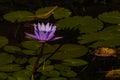 Lotus bloom on a tall stem, a purple blossom rising out of a pond of lily pads, calm serene background for meditation wellness har Royalty Free Stock Photo