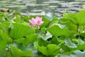 The lotus bloom in the Yangcheng Lake Peninsula at Suzhou, China.