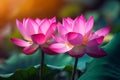 Lotus blooming over pink blurred background. Water lily flower close up, generative AI tools Royalty Free Stock Photo