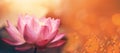 Lotus blooming over pink blurred background. Water lily flower close up, generative AI tools Royalty Free Stock Photo