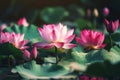 Lotus blooming over pink blurred background. Water lily flower close up, generative AI tools Royalty Free Stock Photo