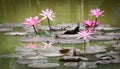 Lotus blooming in the ponds Royalty Free Stock Photo