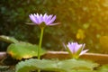 Lotus blooming on water surface and green leaves