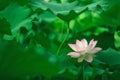 Lotus bloomming at green leaves background