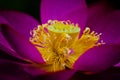 Lotus blossom Royalty Free Stock Photo