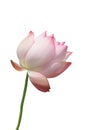 Lotus blossom Royalty Free Stock Photo