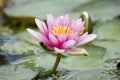 The Lotus Blossom Royalty Free Stock Photo