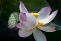 Lotus blossom in green field