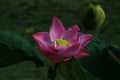 Pink lotus blossom Royalty Free Stock Photo