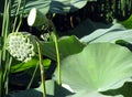 Lotus blossom, pink water lily with lotus leaf on pond Royalty Free Stock Photo