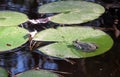 Lotus blossom, pink water lily with lotus leaf on pond Royalty Free Stock Photo