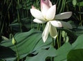 Lotus blossom, pink water lily with lotus leaf on pond Royalty Free Stock Photo