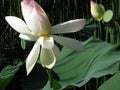 Lotus blossom, pink water lily with lotus leaf on pond Royalty Free Stock Photo