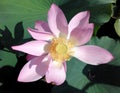 Lotus blossom, pink water lily with lotus leaf on pond Royalty Free Stock Photo