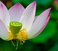 Lotus blossom and seed pod Royalty Free Stock Photo