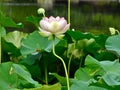 Lotus Blossom, St. Louis, Mo Royalty Free Stock Photo