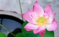 Lotus blossoming along the Chao Phraya River, Nonthaburi, Thailand Royalty Free Stock Photo