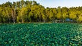 Lotus blossoms in Jingyuetan National Forest Park Royalty Free Stock Photo