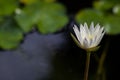 Lotus