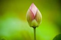 Lotus Bud Royalty Free Stock Photo