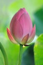 Lotus bud