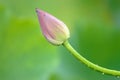 A lotus bud Royalty Free Stock Photo