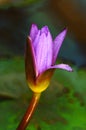 Lotus bud Royalty Free Stock Photo