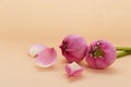 Lotus bud on beige background