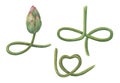 Lotus bud and curving stems. Constructor for creating bizarre flower shapes. The stem is heart shaped and mimics the lotus