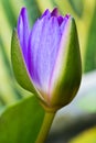 Lotus bud flower Royalty Free Stock Photo