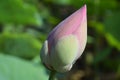 Lotus bud flower Royalty Free Stock Photo
