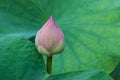 Lotus bud flower Royalty Free Stock Photo