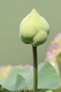 Lotus bud Royalty Free Stock Photo