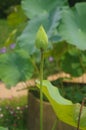 Lotus bud grows in pots. Royalty Free Stock Photo