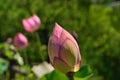 Lotus bud at Japanese garden, Kyoto Japan.