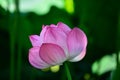 Lotus bud, Kyoto Japan. Royalty Free Stock Photo