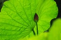 lotus leaf and bud Royalty Free Stock Photo