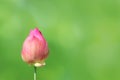 Lotus bud on nature green background, lotus pink close-up photos, lotus bud pink flower, beautiful buds pink nature