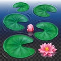 Lotus bud and pink flower with leaves on water Royalty Free Stock Photo