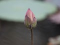 The lotus bud on the pond water