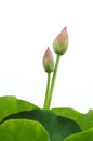 Lotus bud in summer Royalty Free Stock Photo