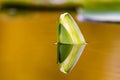 Lotus bud in water Royalty Free Stock Photo