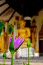 Lotus with Buddha Image Background Royalty Free Stock Photo