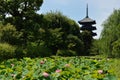 Lotus and buddhist tower in Japan Royalty Free Stock Photo