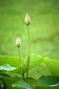 Lotus buds