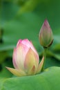 Lotus buds Royalty Free Stock Photo