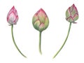 Lotus buds. Composition of pink water lily, green stems. Watercolor illustration isolated on white background. Hand drawn