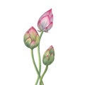 Lotus buds, green stems. Composition of pink water lily. Three bud flowers. Watercolor illustration isolated on white background.